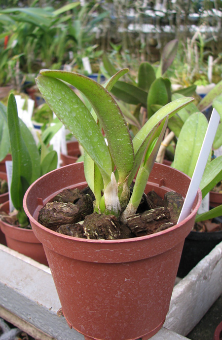 Laelia alaori x praestans.jpg