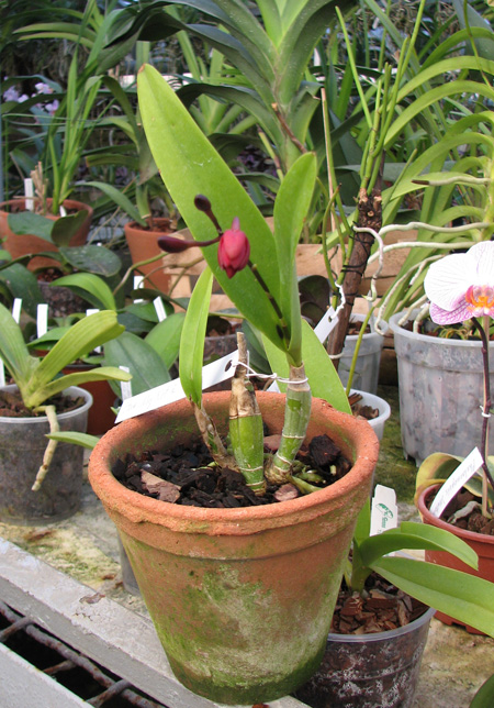 Cattleytonia Why Not 'R'.jpg