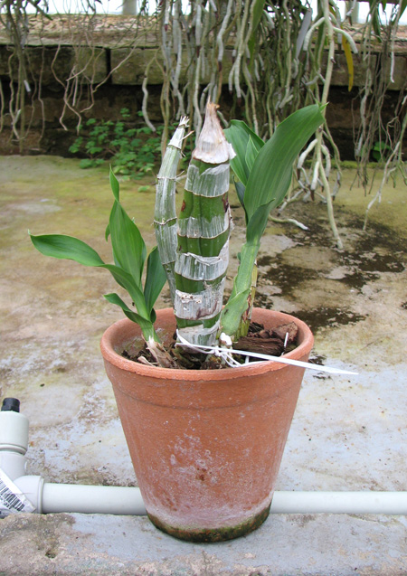 Фото орхидеи Catasetum saccatum