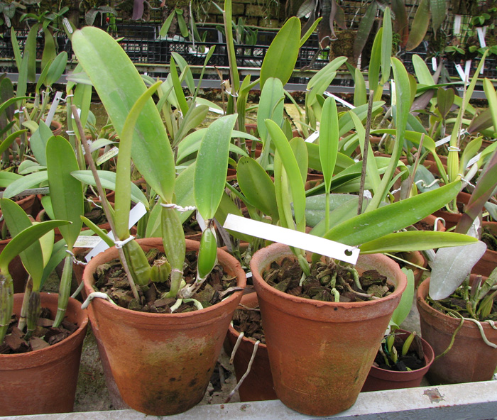 Фото орхидеи Cattleya mossiae semi alba 'Aurora' x mossiae semi alba reneckiana 'Alayon'