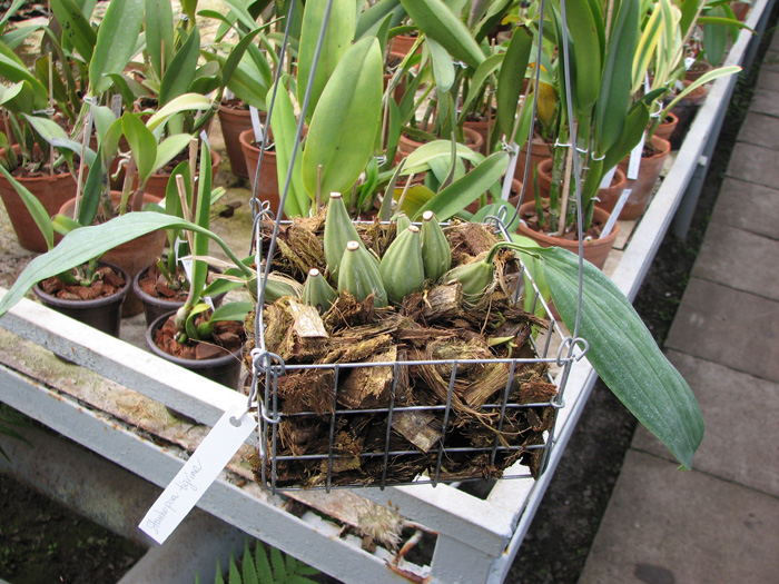 Фото орхидеи Stanhopea tigrina