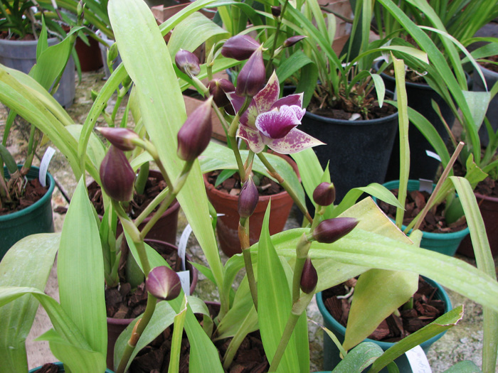 Фото орхидеи Zygopetalum 'Rhein Blue Angel' с бутонами
