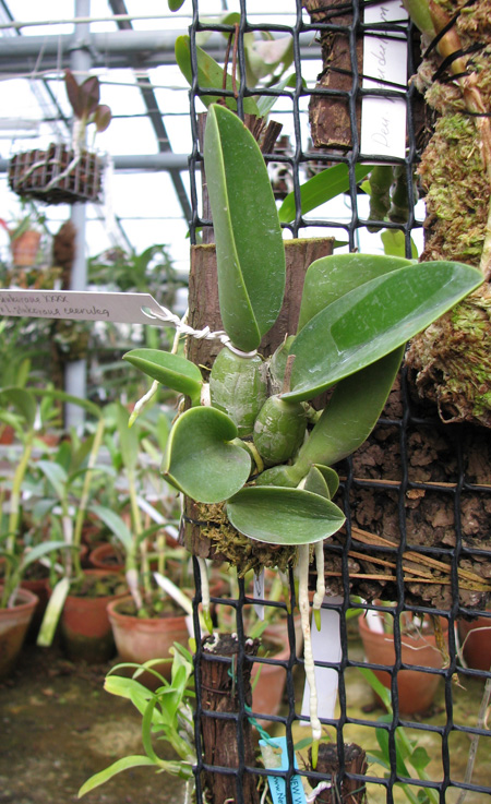 фото орхидеи Laelia sincorana XXXX x Laelia sincorana coerulea