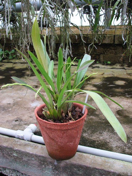 Фото орхидеи Odontoglossum praestans