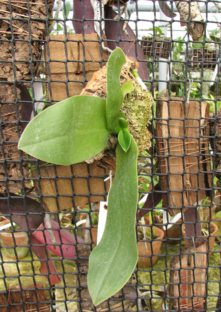 Фото орхидеи Phalaenopsis Jade Gold (gigantea x venosa 'Red')