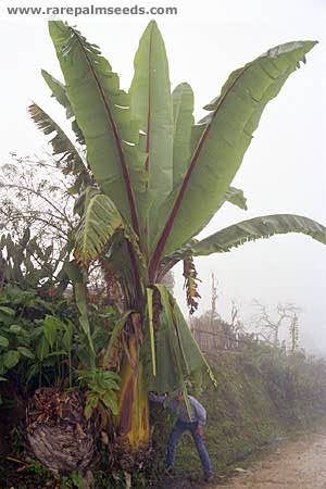 musa ensete.jpg