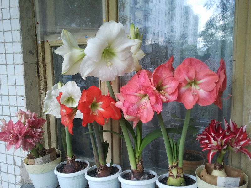 2012-06-15 18.56.12_новый размер.jpg