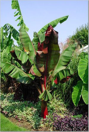 musa ensete ventricosum.jpg