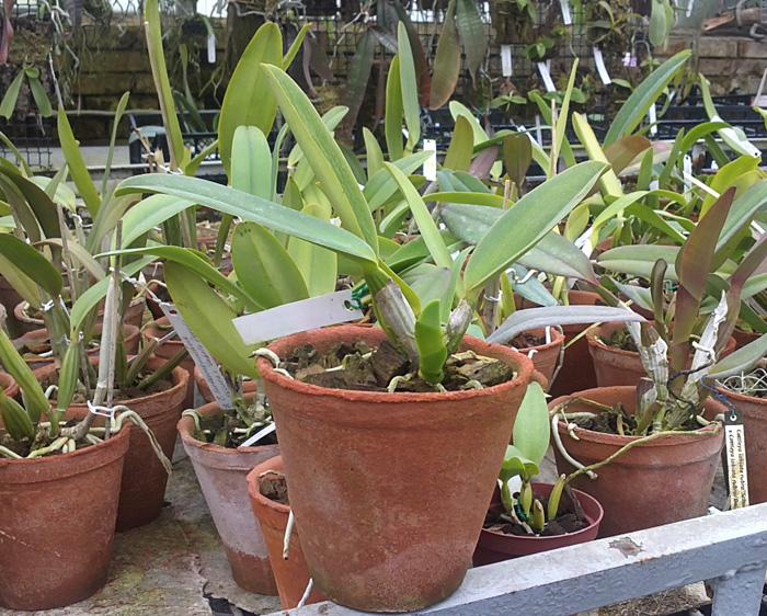 Cattleya labiata coerulea 'Titi' (Z-185) x Cattleya labiata coerulea 'Blue Sky' (Z-185).jpg