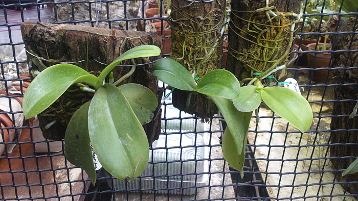Phalaenopsis lueddemanniana.jpg