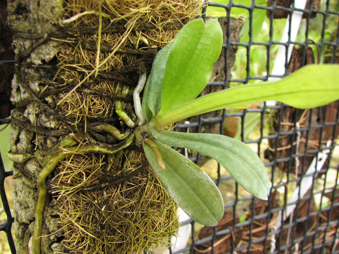 Фото орхидеи Aerangis mystacidii с цветоносом