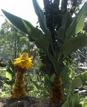 Musa lasiocarpa.jpg