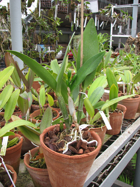 Brassolaeliocattleya Village Chief North 'Green Genuie'.jpg