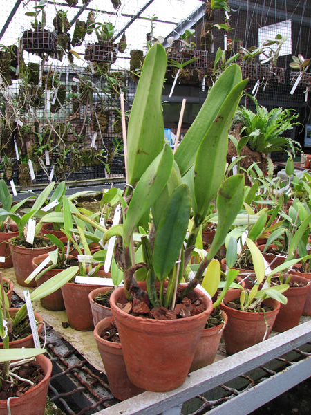 Brassolaeliocattleya Chinese Beauty 'Fire Phoenix'.jpg