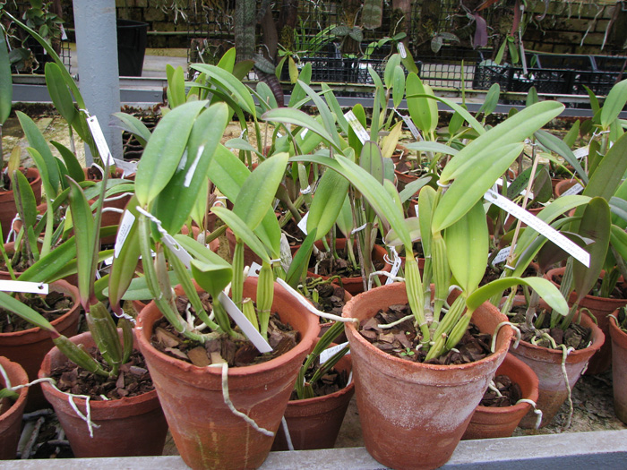 Cattleya lueddemanniana (Morena x OK-2) 'N 1' x lueddemanniana dark lip splash.jpg