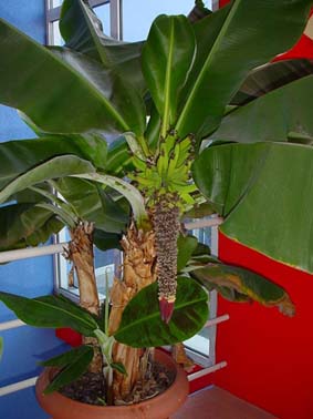 Musa Dwarf Cavendish.jpg