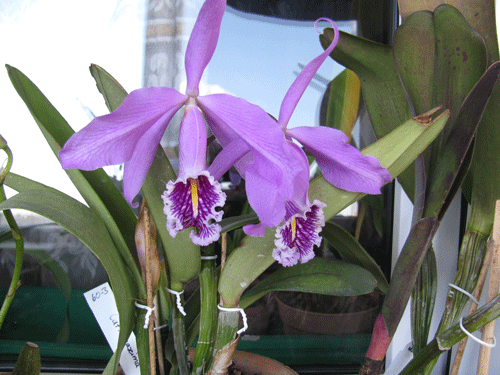 Cattleya maxima. Очень ароматная.