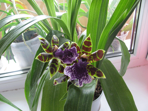 Zygopetalum hybrid 'Green'. Очень ароматный.