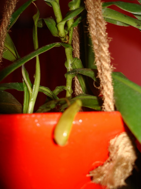 и его маленькая кувшинка