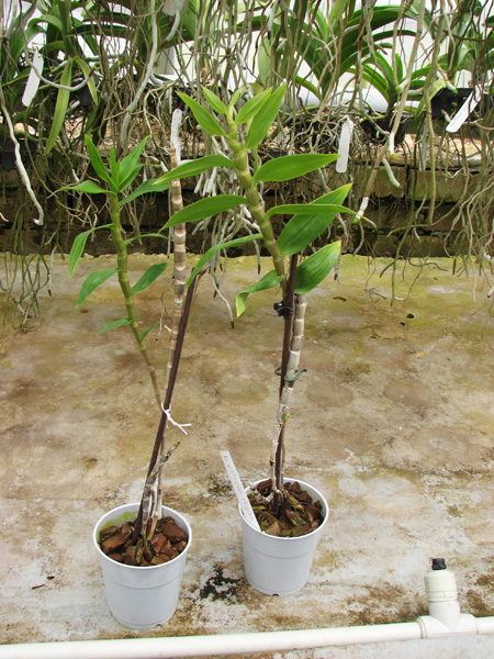 Dendrobium victoriae reginae.jpg