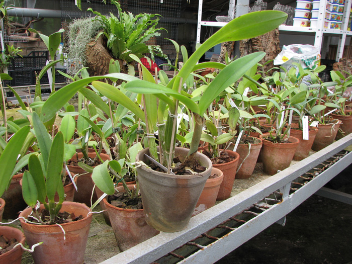 Laeliocattleya Sierra Skies 'Leone'.jpg