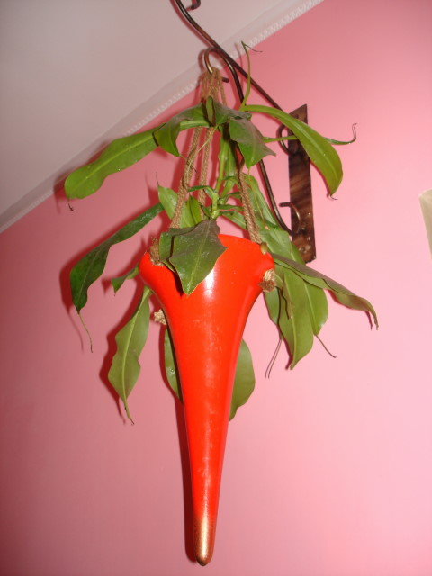 разделенный непентес....