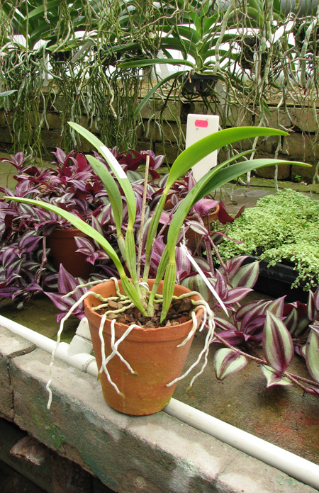Cattleya lueddemanniana tipo 'Royal Flash' x Cattleya lueddemanniana tipo 'Drago'.jpg