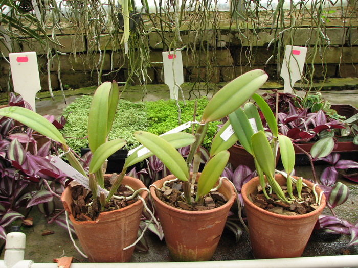 Cattleya lueddemanniana rubra x lueddemanniana escura.jpg