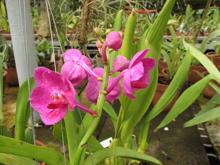 Ascocenda Krailerk x Vanda Wirat x Ascocenda Vilas.jpg