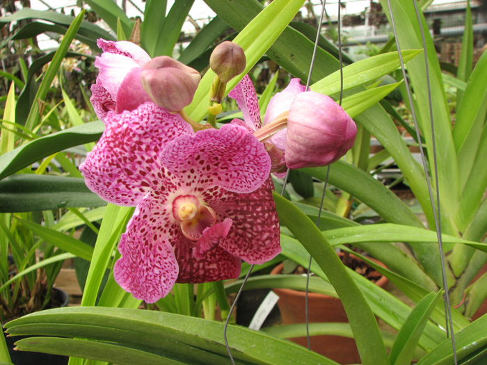 Vanda Kasem's Delight x Vanda Bitz's Heratthrob.jpg