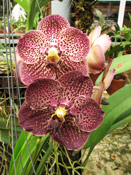 Vanda Gordon Dillon Lea x Ascocenda Suksamran Spot.jpg