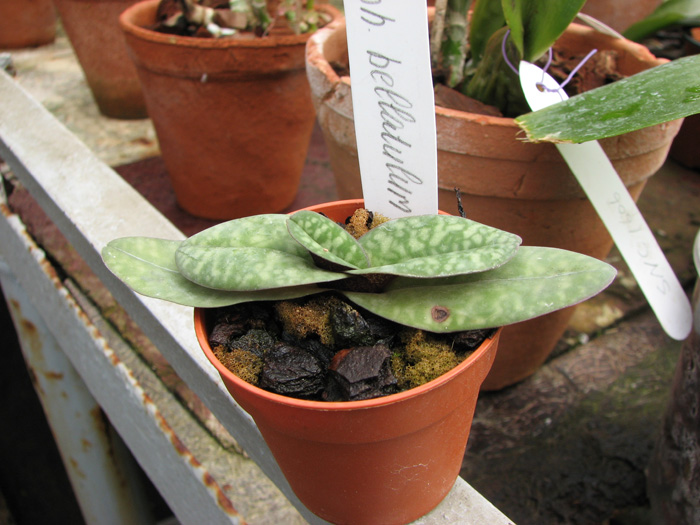 Paphiopedilum bellatulum.jpg