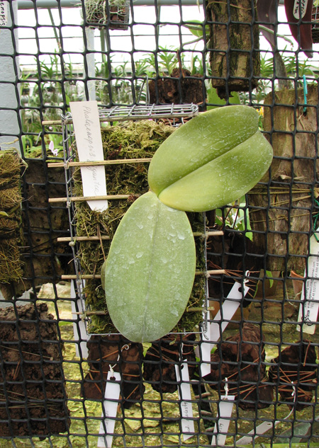 Phalaenopsis gigantea.jpg