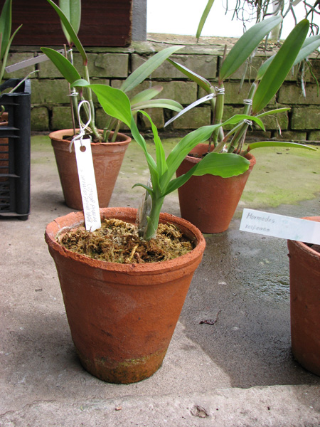 Catasetum (schmidtianum x Orchidglade).jpg
