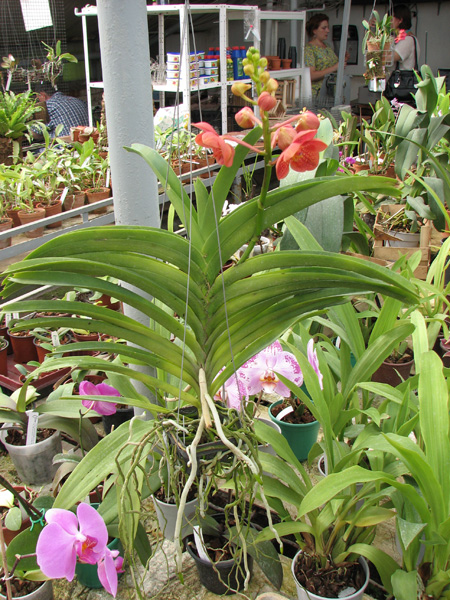 Ascocenda Medasand x Ascocenda Yip-Cua Chia Long.jpg