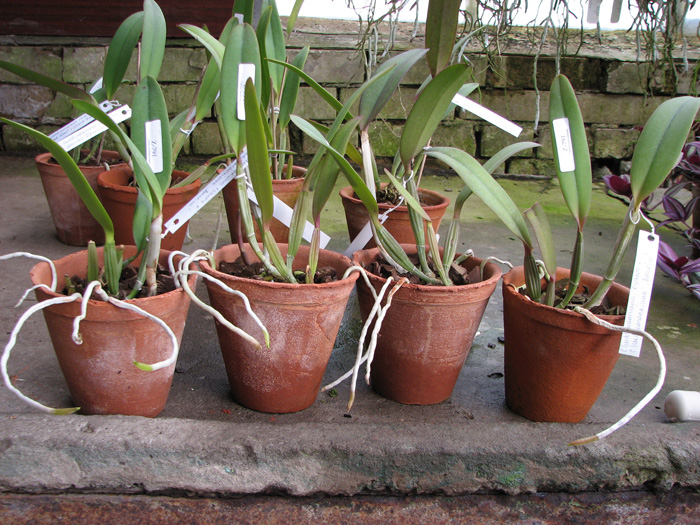 Cattleya lueddemanniana escura x lueddemanniana 'America'.jpg