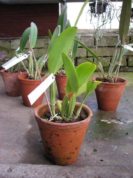 Cattleya lueddemanniana (Morena x OK-2) 'N 1' x lueddemanniana dark lip splash.jpg