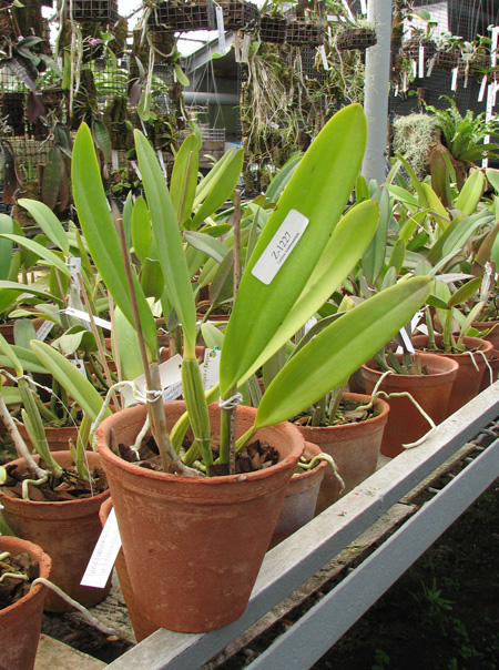 Cattleya lueddemanniana (coerulea 'Mariauxi' x tipo) x lueddemanniana coerulea 'Tania'.jpg