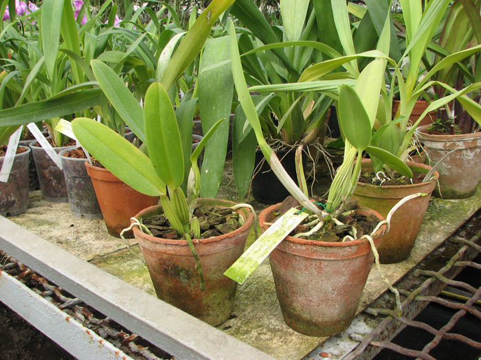 Cattleya lueddemanniana coerulea 'Monte Verde' x lueddemanniana coerulea 'Mar azul'.jpg