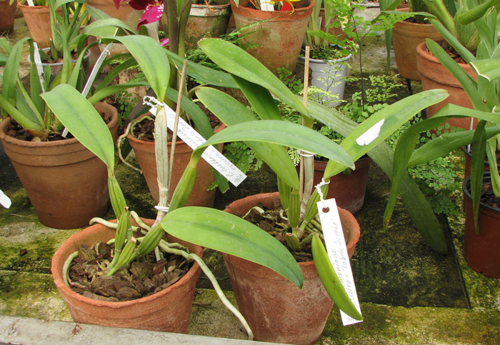 Cattleya lueddemanniana escura x Cattleya lueddemanniana 'Labelo Dourado'.jpg
