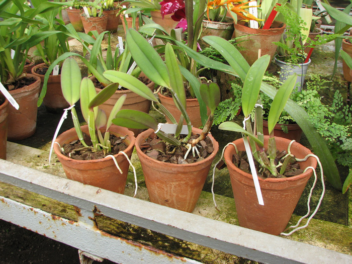 Cattleya lueddemanniana 'Negrita' x Cattleya lueddemanniana 'Dark'.jpg
