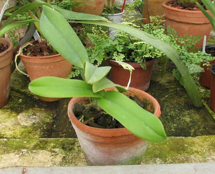 Cattleya lueddemanniana coerulea 'Pedra Azul' XXX x Cattleya lueddemanniana coerulea 'Caribe'.jpg