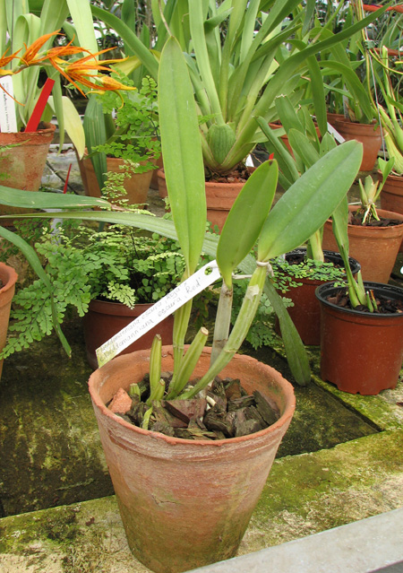 Cattleya lueddemanniana escura 'Roja' x Cattleya lueddemanniana escura 'Red'.jpg