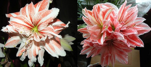 Дансинг1 2copy.jpg