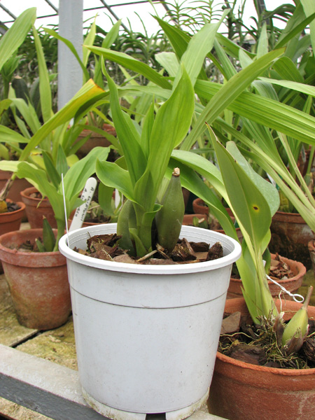 Lycaste aromatica.jpg