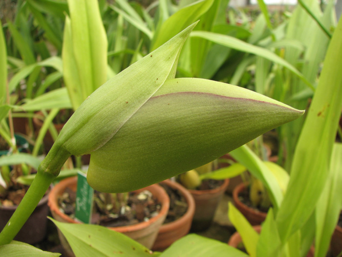 Angulocaste hybrid.jpg