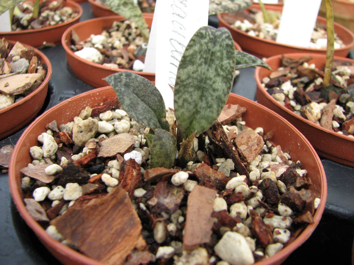 Oeceoclades gracillima.jpg