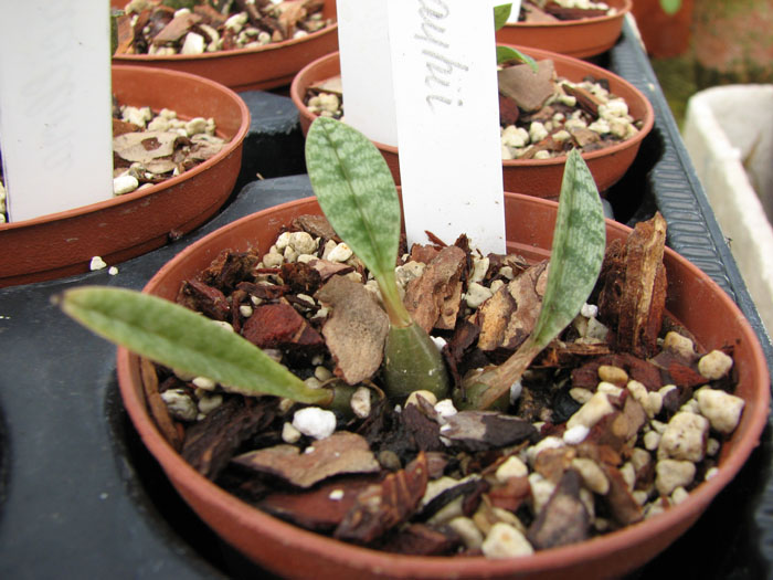 Oeceoclades rauhii.jpg