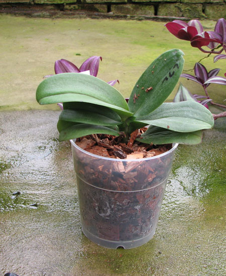 Asconopsis Jiaho's Orange 'Little Sweet Orange'.jpg