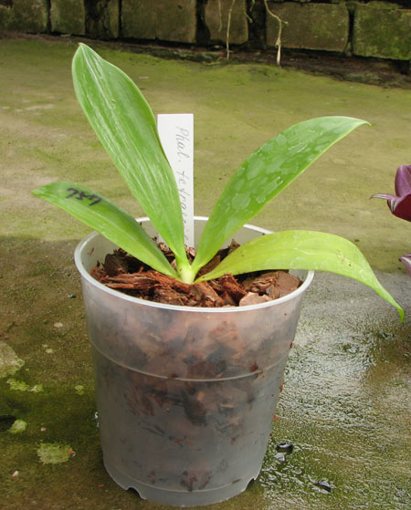 Phalaenopsis tetraspis 'C#1'.jpg